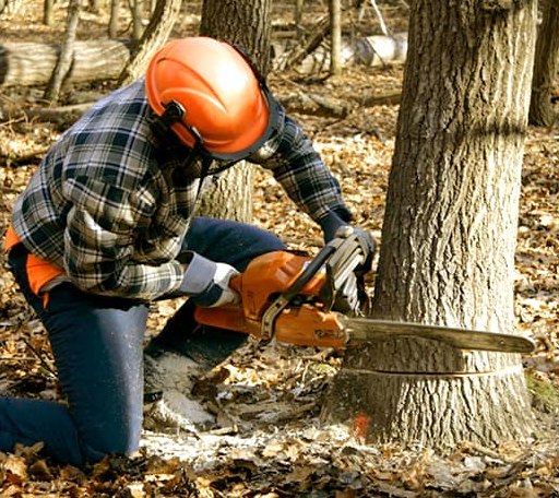 Tree Removal in Bradshaw, WV